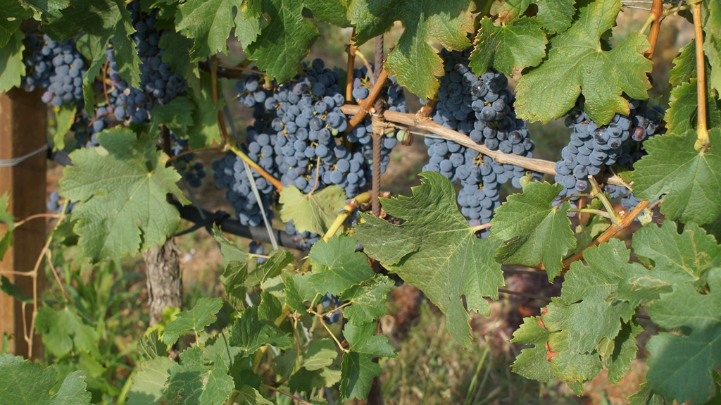 106.jpg